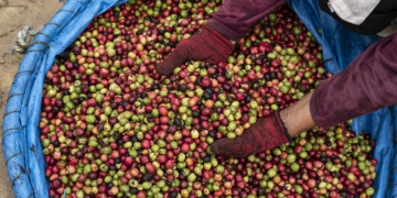 El Niño pode ser o mais forte desde 1950 e amplia risco para soja e café no Brasil