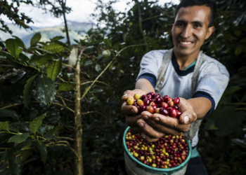 Exportações de café começam safra 2026/27 acima do ano passado