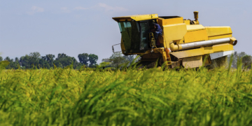 Conab revisa safra para 360,8 milhões de toneladas com recordes em soja milho algodão e sorgo