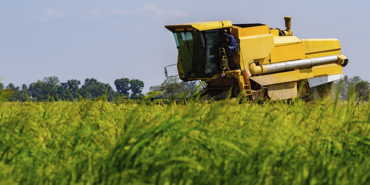 Conab revisa safra para 360,8 milhões de toneladas com recordes em soja milho algodão e sorgo 1 Conab revisa safra para 360,8 milhões de toneladas com recordes em soja milho algodão e sorgo