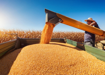 El Niño e juros elevados devem recuar PIB agrícola em 3%