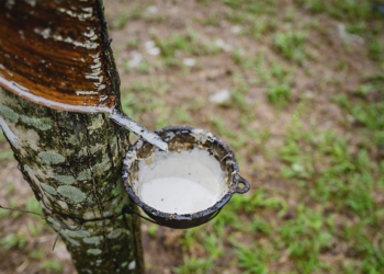 Ufac e Sistema OCB/AC analisam desafios do cooperativismo extrativista e cadeia da borracha nativa na Amazônia 2 Ufac e Sistema OCB/AC analisam desafios do cooperativismo extrativista e cadeia da borracha nativa na Amazônia