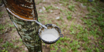 Ufac e Sistema OCB/AC analisam desafios do cooperativismo extrativista e cadeia da borracha nativa na Amazônia 8 Ufac e Sistema OCB/AC analisam desafios do cooperativismo extrativista e cadeia da borracha nativa na Amazônia