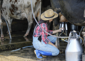 Nova linha de crédito de R$ 10 milhões financia cooperativa de agricultores familiares para fábrica de leite em pó 3 Nova linha de crédito de R$ 10 milhões financia cooperativa de agricultores familiares para fábrica de leite em pó
