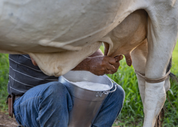 Cargill, IBS e Cooperleite firmam parceria para apoiar produtores de leite na Bahia 2 Cargill, IBS e Cooperleite firmam parceria para apoiar produtores de leite na Bahia