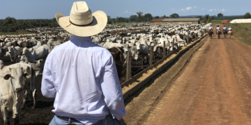 Recuperação judicial no agronegócio avança 22% no 1º trimestre e expõe pressão sobre o caixa 12 RECUPERACAO