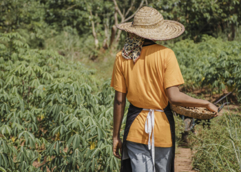 Seguradoras retomam projetos-piloto de seguro de renda para produtores após interrupção desde 2020/21 2 Seguradoras retomam projetos-piloto de seguro de renda para produtores após interrupção desde 2020/21