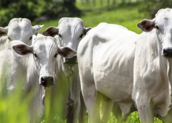 Brasil deve ampliar exportações de carne em 2027 com avanço fora da China 2 Brasil deve ampliar exportações de carne em 2027 com avanço fora da China