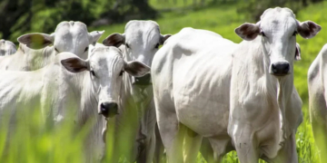 Brasil deve ampliar exportações de carne em 2027 com avanço fora da China