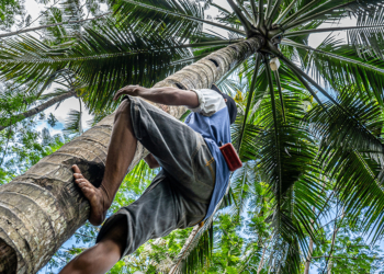 Cooperativismo extrativista ganha programa de R$ 103 milhões na Amazônia Legal 2 Cooperativismo extrativista ganha programa de R$ 103 milhões na Amazônia Legal
