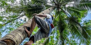 Cooperativismo extrativista ganha programa de R$ 103 milhões na Amazônia Legal