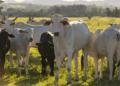UE suspende entrada de carnes brasileiras e outros produtos de origem animal