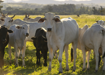 UE suspende entrada de carnes brasileiras e outros produtos de origem animal 5 UE suspende entrada de carnes brasileiras e outros produtos de origem animal