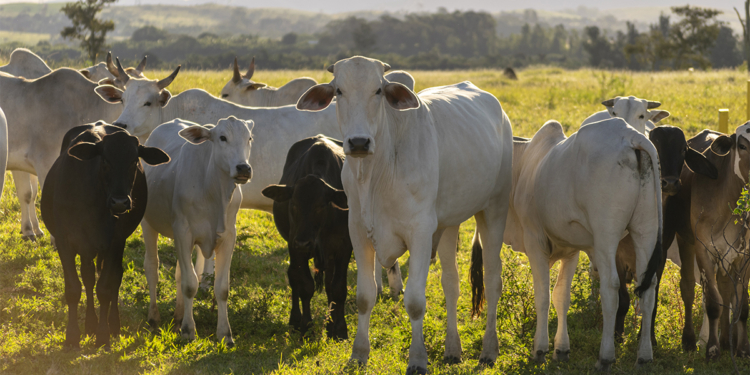 UE suspende entrada de carnes brasileiras e outros produtos de origem animal 1 UE suspende entrada de carnes brasileiras e outros produtos de origem animal