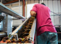 Cafeicultura amplia empregos formais e avança em sustentabilidade no Brasil
