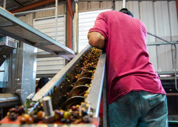 Cafeicultura amplia empregos formais e avança em sustentabilidade no Brasil