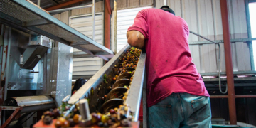 Cafeicultura amplia empregos formais e avança em sustentabilidade no Brasil