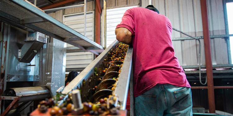 Cafeicultura amplia empregos formais e avança em sustentabilidade no Brasil 1 Cafeicultura amplia empregos formais e avança em sustentabilidade no Brasil