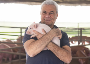Capal projeta expansão de 30% na suinocultura com novo sistema de integração