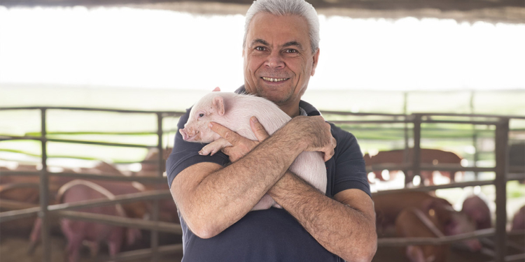 Capal projeta expansão de 30% na suinocultura com novo sistema de integração