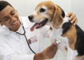 Setor veterinário cria cooperativa para compras coletivas de medicamentos e rações 7 Setor veterinário cria cooperativa para compras coletivas de medicamentos e rações