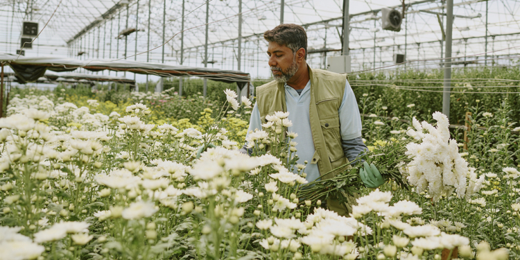 Crédito cooperativo impulsiona flores e outras culturas de nicho no campo 1 sicredi 9