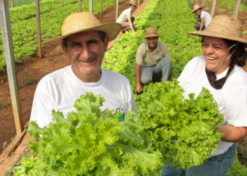 Agricultura familiar abastece cozinhas solidárias no combate à insegurança alimentar