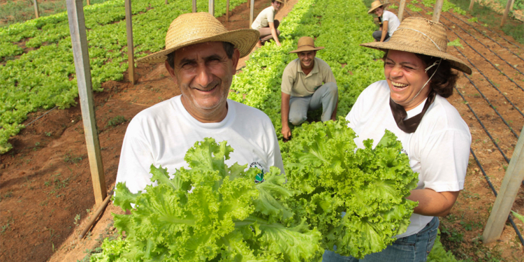 Agricultura familiar abastece cozinhas solidárias no combate à insegurança alimentar 1 Agricultura familiar abastece cozinhas solidárias no combate à insegurança alimentar