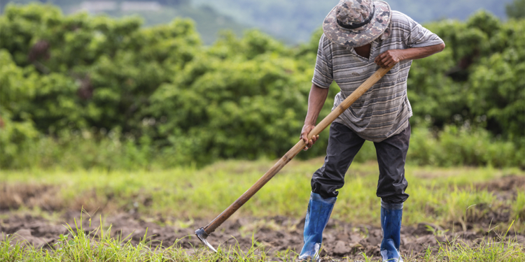 Agronegócio bate recorde com 28,4 mi de trabalhadores no segundo trimestre 1 Agronegócio bate recorde com 28,4 mi de trabalhadores no segundo trimestre