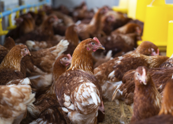 Exportações de aves enfrentam restrições após confirmação de Newcastle em SC