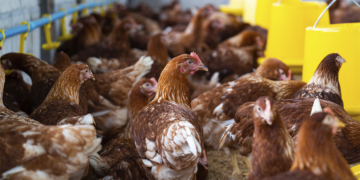 Exportações de aves enfrentam restrições após confirmação de Newcastle em SC 19 Exportações de aves enfrentam restrições após confirmação de Newcastle em SC