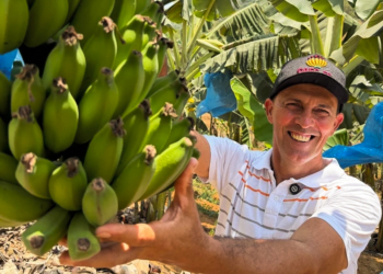 Cooperativa transforma comercialização da banana para agricultores de Cariacica (ES) 2 Cooperativa transforma comercialização da banana para agricultores de Cariacica (ES)