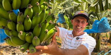 Cooperativa transforma comercialização da banana para agricultores de Cariacica (ES) 10 Cooperativa transforma comercialização da banana para agricultores de Cariacica (ES)