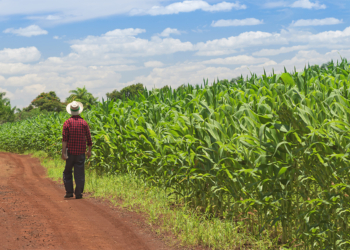 Cooperativa impulsiona desenvolvimento agrícola no Cerrado do Distrito Federal