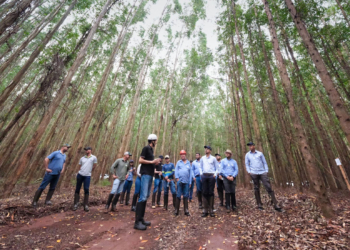 Pesquisa de 15 anos avalia uso do eucalipto como fonte de energia no agro