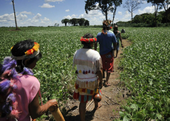 Povos indígenas de MS criam cooperativa para negociar a própria produção 2 Povos indígenas de MS criam cooperativa para negociar a própria produção