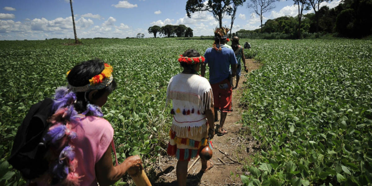 Povos indígenas de MS criam cooperativa para negociar a própria produção