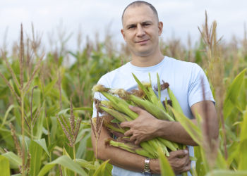 Cooperativas ampliam participação na produção agrícola do Mato Grosso