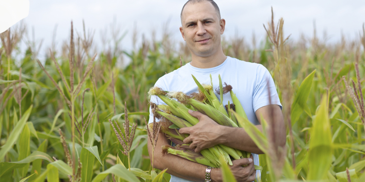 Cooperativas ampliam participação na produção agrícola do Mato Grosso