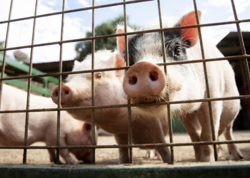 Diferença entre macho e fêmea e manejo comandam a nutrição de suínos em crescimento e terminação