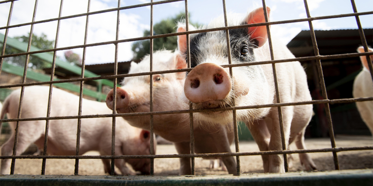 Diferença entre macho e fêmea e manejo comandam a nutrição de suínos em crescimento e terminação 1 Diferença entre macho e fêmea e manejo comandam a nutrição de suínos em crescimento e terminação
