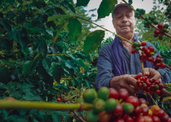 Dia Internacional do Café: como as cooperativas sustentam a produção no Brasil 7 Dia Internacional do Café: como as cooperativas sustentam a produção no Brasil