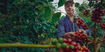 Dia Internacional do Café: como as cooperativas sustentam a produção no Brasil 9 Dia Internacional do Café: como as cooperativas sustentam a produção no Brasil