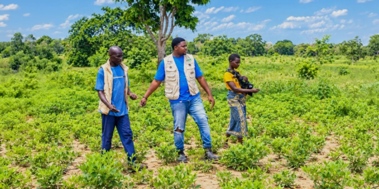 Cresol participa de projeto para fortalecer cooperativas de agricultores em Moçambique